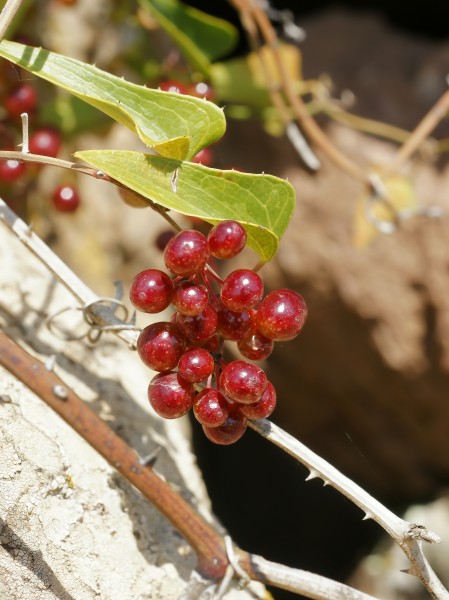 Smilax aspera (fruits)