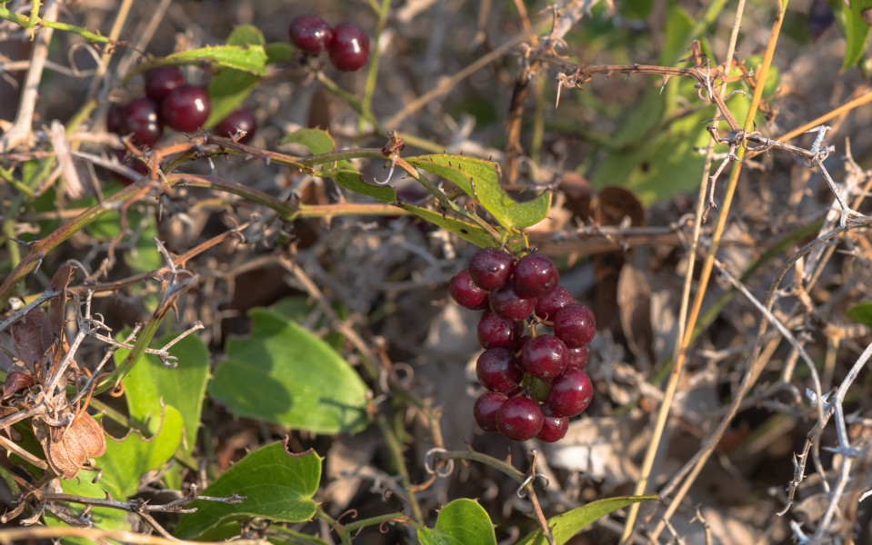Smilax aspera, Sète 02