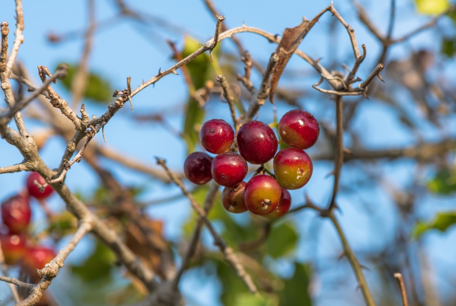 Smilax aspera, Sète 03