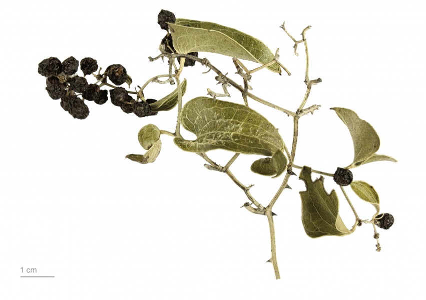 Smilax aspera MHNT.BOT.2008.1.1