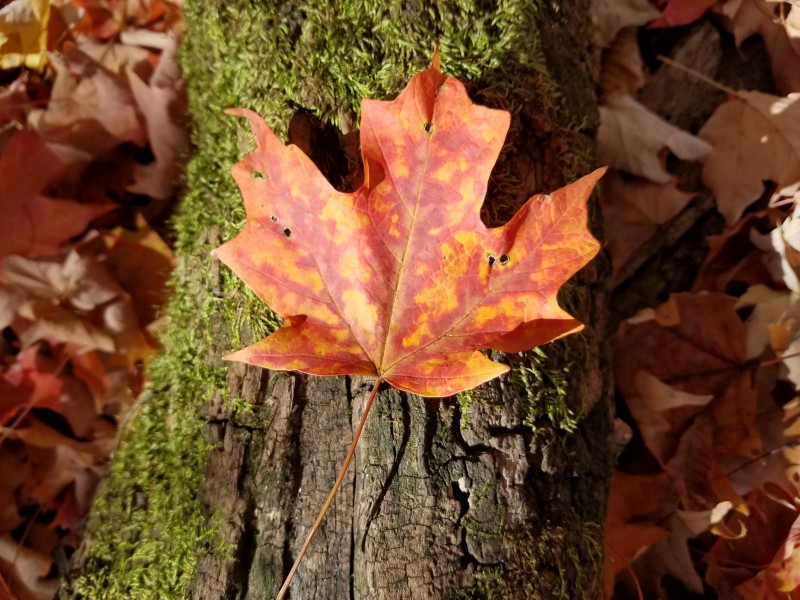 Smith Nature Park and Slyh Run (30227507783)