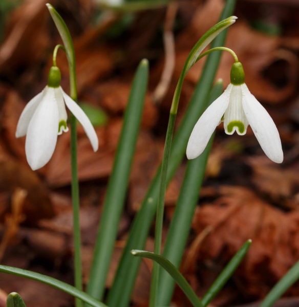 Sneeuwklokje (Galanthus nivalis). Locatie, Natuurterrein De Famberhorst 03