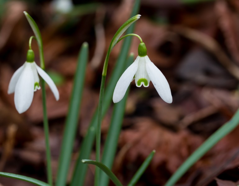 Sneeuwklokje (Galanthus nivalis). Locatie, Natuurterrein De Famberhorst 05
