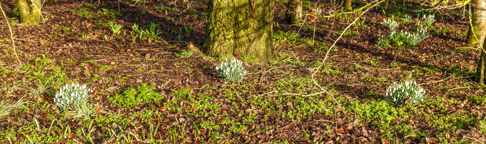 Sneeuwklokken (Galanthus nivalis) onder struikgewas. Locatie, Natuurterrein De Famberhorst 01