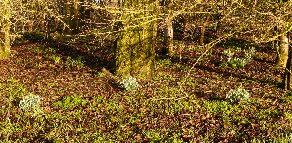 Sneeuwklokken (Galanthus nivalis) onder struikgewas. Locatie, Natuurterrein De Famberhorst 02