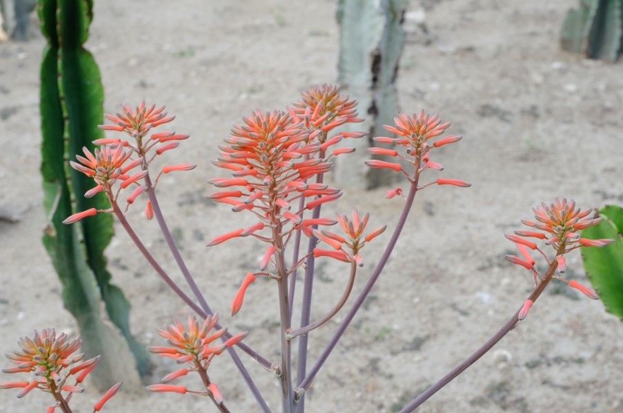 Soap Aloe - Balchik