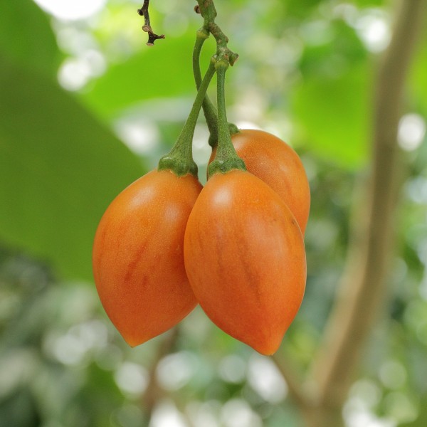 Solanum betaceum-IMG 0242