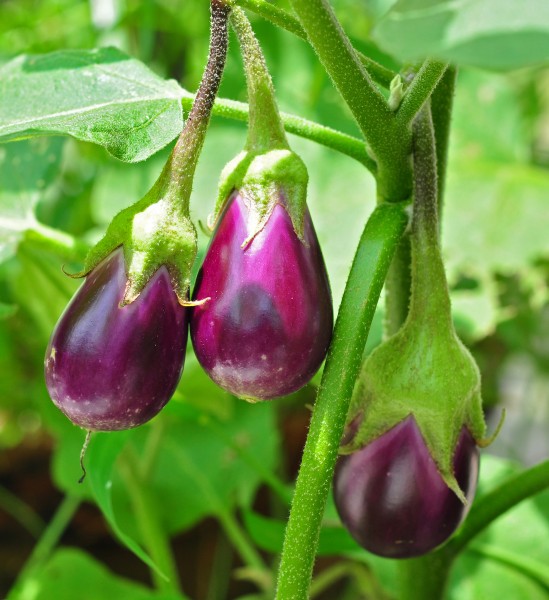 Solanum melongena 24 08 2012 (1)