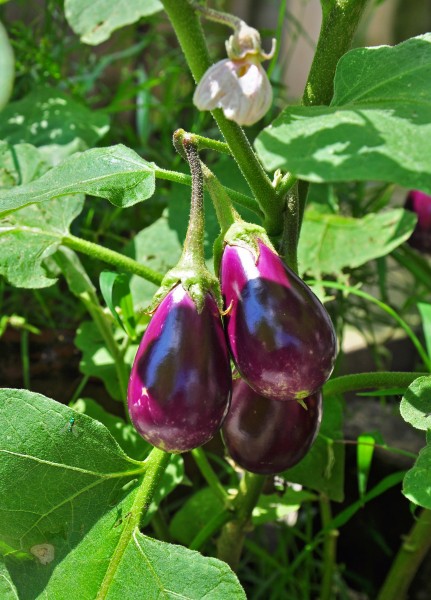 Solanum melongena 26 08 2012 (1)
