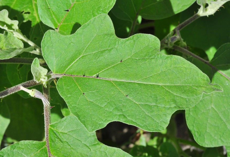Solanum melongena leaf 03 09 2012