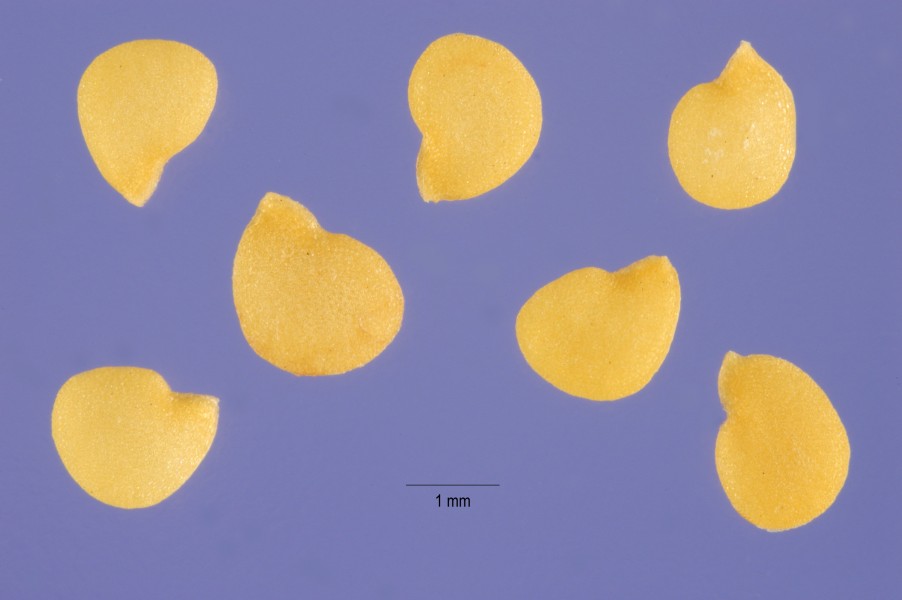 Solanum nigrum seeds