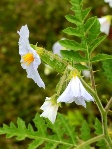 Solanum sisymbriifolium. Locatie De Kruidhof 03