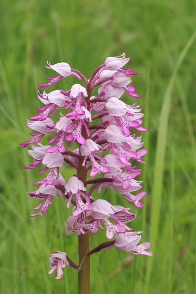 Soldaatje (Orchis militaris) Hortus Haren
