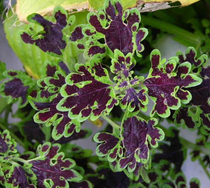 Solenostemon scutellarioides (Coleus x hybridus) 'Inky Fingers' Leaf Cluster 2730px