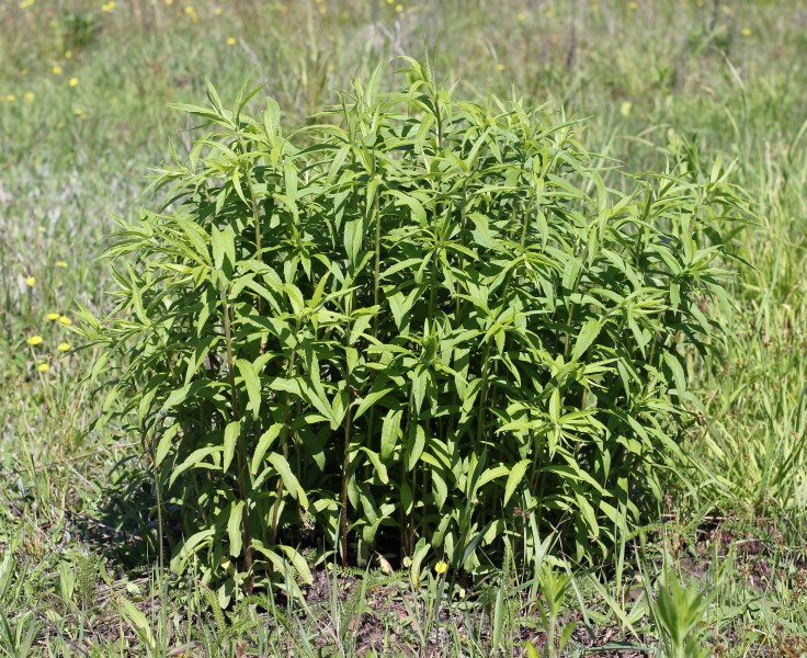 Solidago canadensis 2014 G02