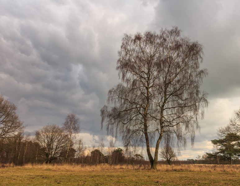 Solitaire berk (Betula) in een prachtig landschap. Locatie, natuurgebied Delleboersterheide – Catspoele 02