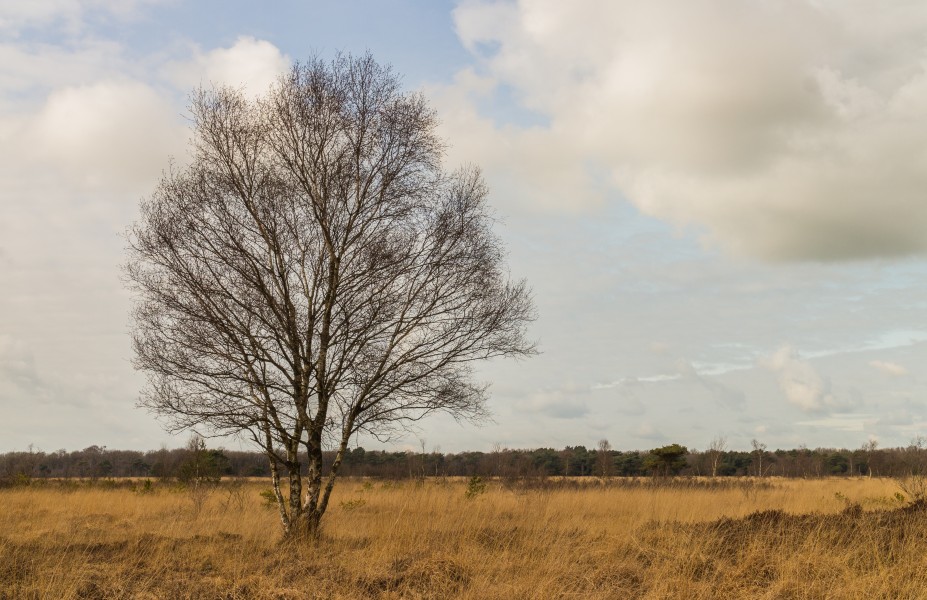 Solitaire berk (Betula) in open landschap. Locatie, natuurgebied Delleboersterheide – Catspoele 02