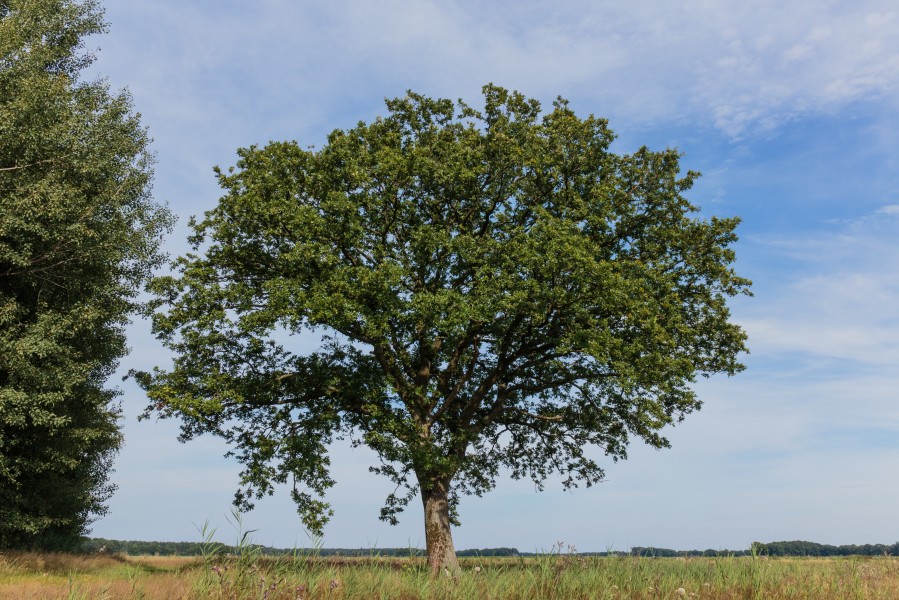 Solitaire boom. Locatie, Stuttebosch in de lendevallei. Provincie Friesland