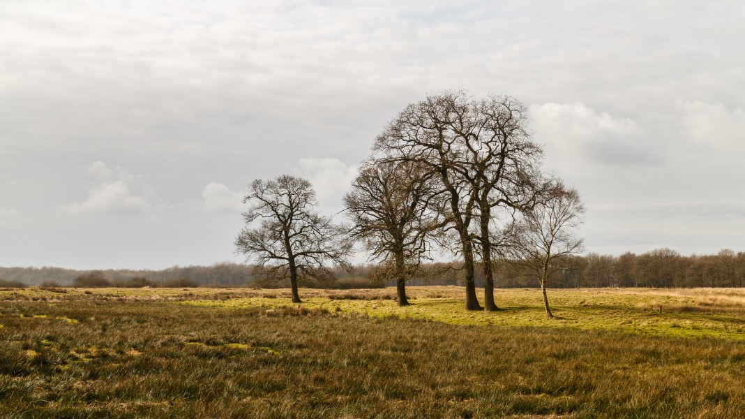 Solitaire eiken (Quercus robur) in een imponerend landschap. Locatie, natuurgebied Delleboersterheide – Catspoele 03