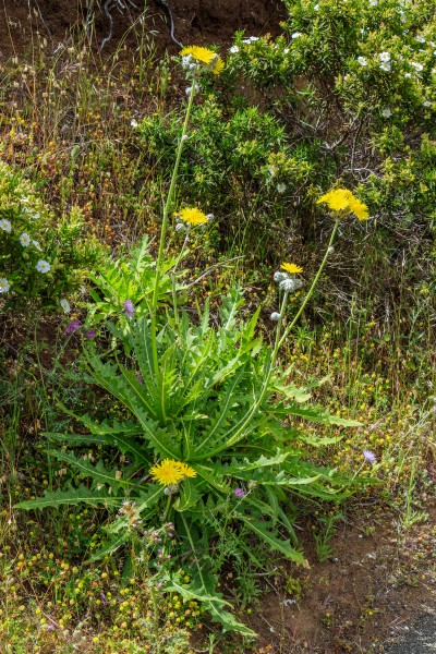 Sonchus acaulis - Macizo de Teno 02
