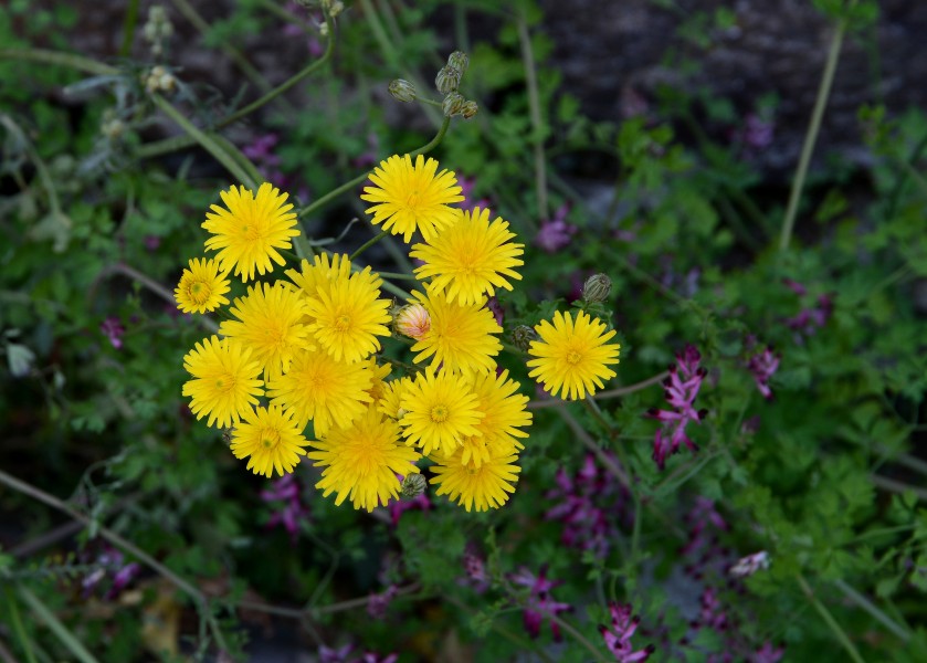 Sonchus April 2015-1