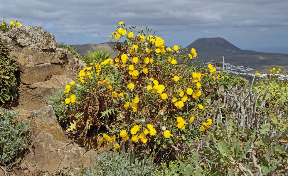 Sonchus pinnatifidus 001