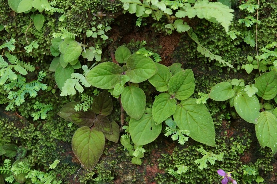 Sonerila rheedii 01654