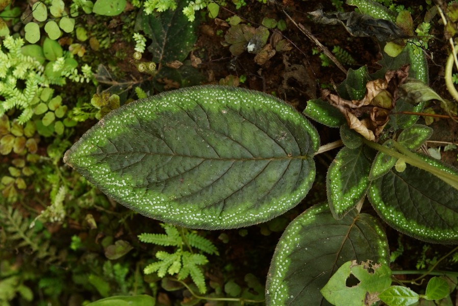 Sonerila sp S8556