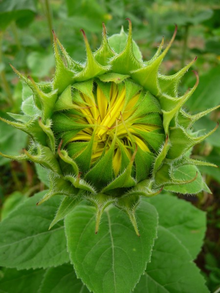 Sonnenblume mit sich öffnender Blüte
