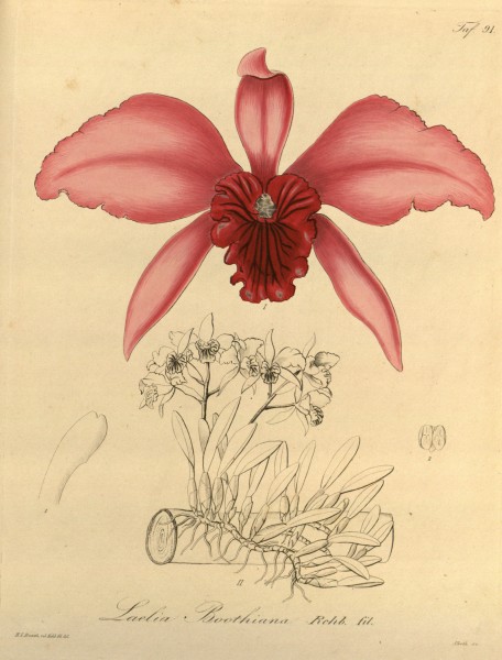 Sophronitis lobata (Laelia lobata) (as Laelia boothiana) - Xenia 1-91 (1858)