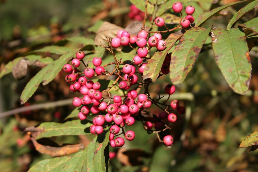Sorbus 'Leonard Messel' JPG1b