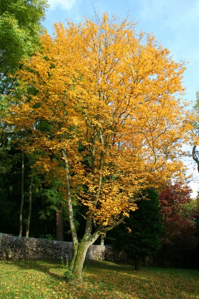 Sorbus alnifolia 'Submollis' JPG1Ta