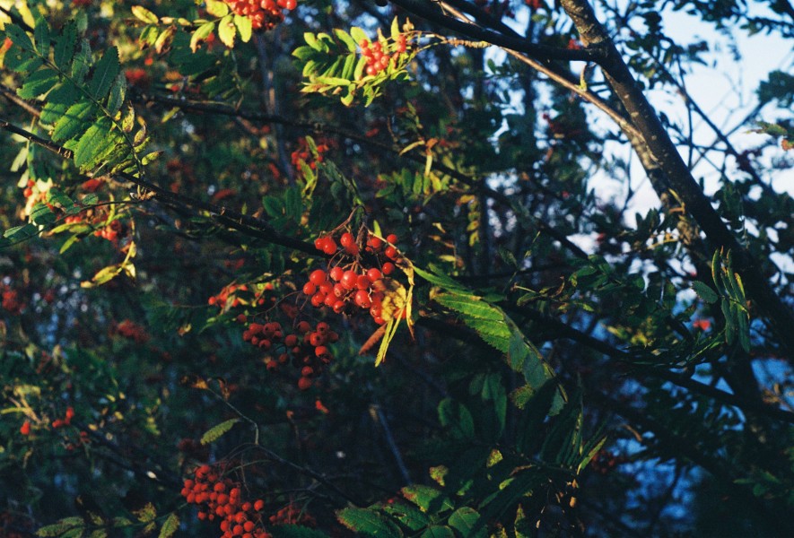 Sorbus aucuparia fruits. Paljassaare, Estonia