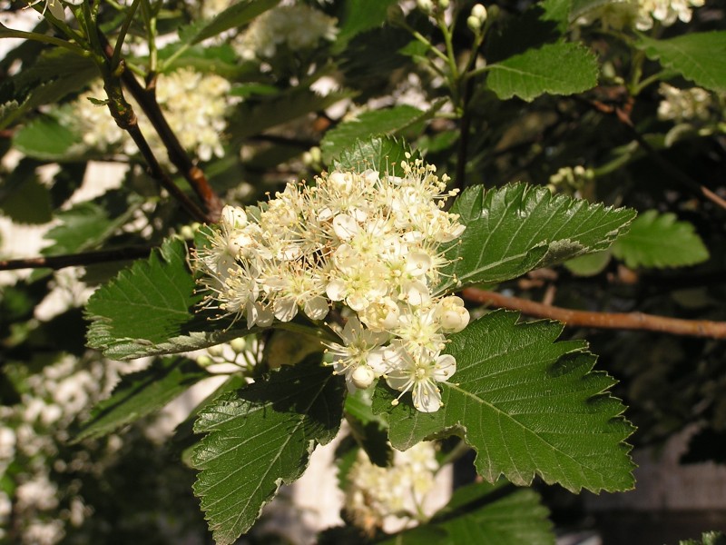Sorbus mougeotii flowers