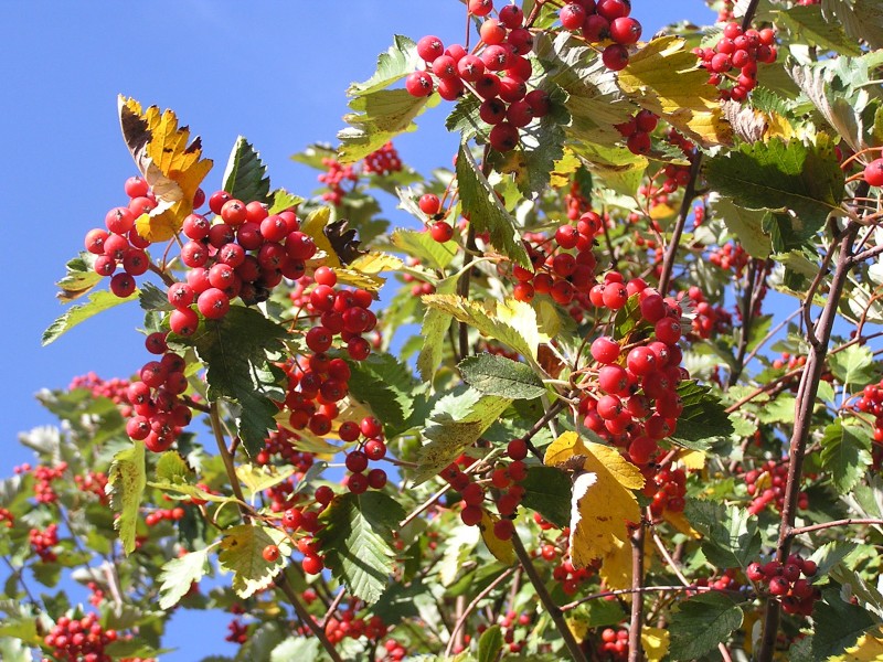 Sorbus mougeotii fruits