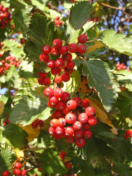 Sorbus mougeotii in Donetsk