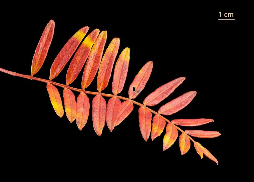 Sorbus scalaris - mountain ash - farnblättrige Eberesche 30