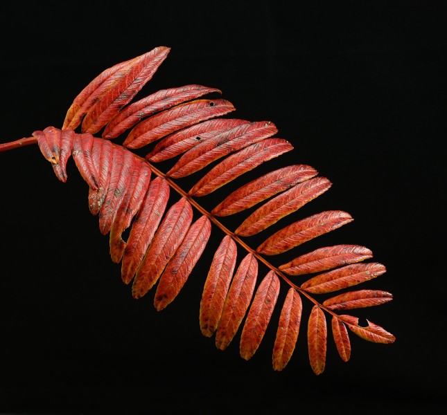 Sorbus scalaris - mountain ash - farnblättrige Eberesche 34