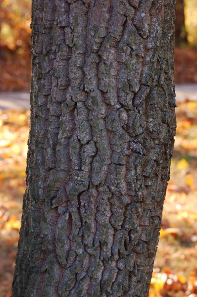 Sourwood Oxydendrum arboreum Trunk Bark 2000px