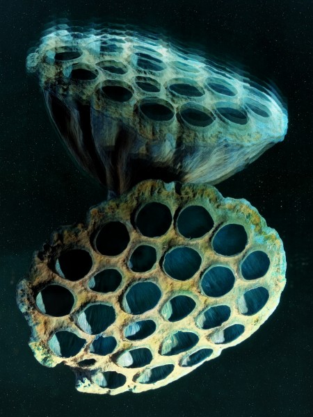 Space lotus