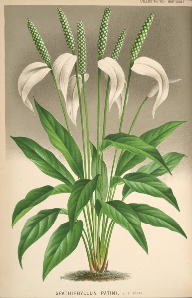 Spathiphyllum patini 27-397