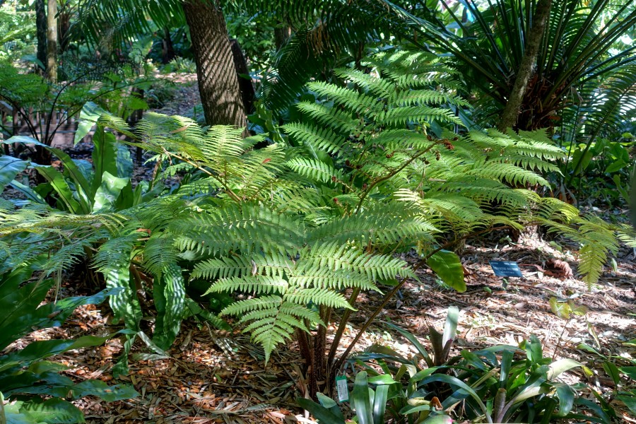 Sphaeropteris cooperi (Cyathea cooperi) - Marie Selby Botanical Gardens - Sarasota, Florida - DSC01164