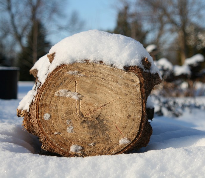 Spruce Log on end (10867)-Relic38