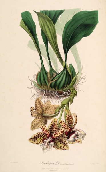 Stanhopea hernandezii (as Stanhopea devoniensis) - Sertum - Lindley pl. 1 (1838)