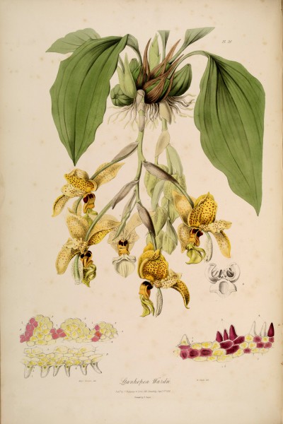 Stanhopea wardii - Sertum - Lindley pl. 20 (1838)