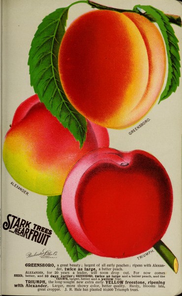 Stark fruits (1896) (20518365636)
