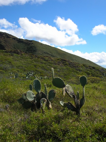 Starr 041229-2678 Opuntia ficus-indica
