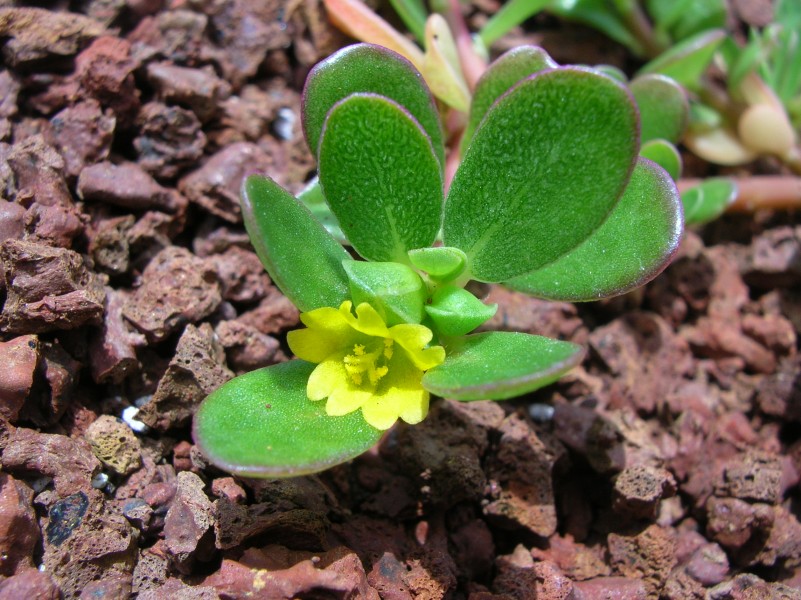 Starr 050405-5690 Portulaca oleracea