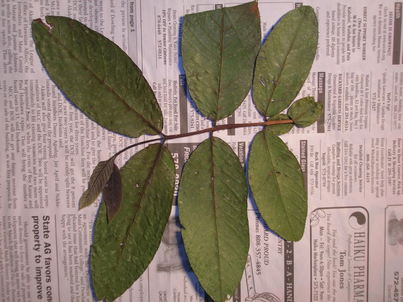 Starr 050427-0899 Psidium guajava