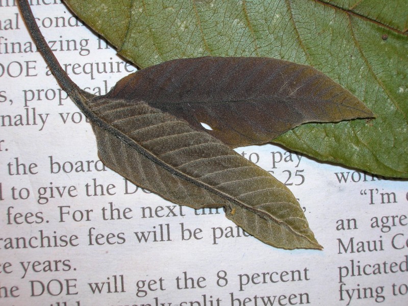 Starr 050427-0900 Psidium guajava